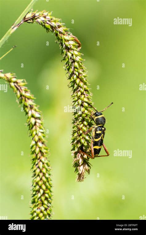 Wasp Beetle Clytus Arietis A Longhorn Beetle And Wasp Mimic Uk