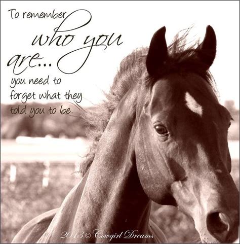 Quotes Inspirational Horse Quotes Horse Quotes Rider Quotes