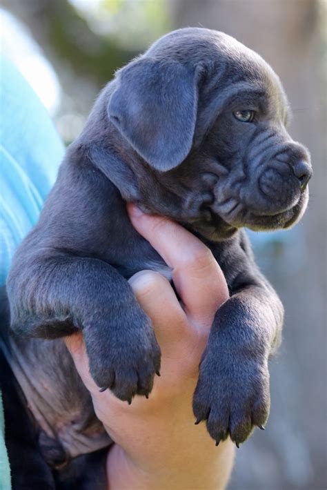 Cane corso · mansfield, mo. Outlaw Kennel - Cane Corso Puppies for sale - The Outlaw ...