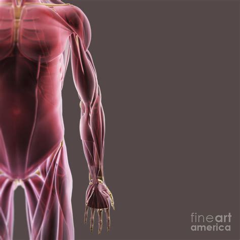 Muscles Of The Upper Body Photograph By Science Picture Co Pixels