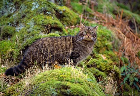 Species Of The Month Wildcat Scotlands Nature