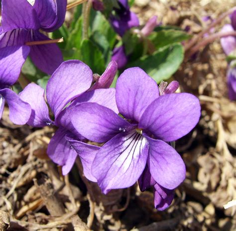 Free Photo A Violet Flower Beauty Color Flower Free Download