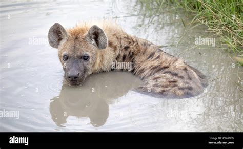 Hyena With Prey Hi Res Stock Photography And Images Alamy