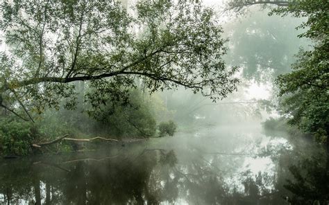 Nature Landscape River Mist Water Reflection Trees Morning Daylight Shrubs Atmosphere