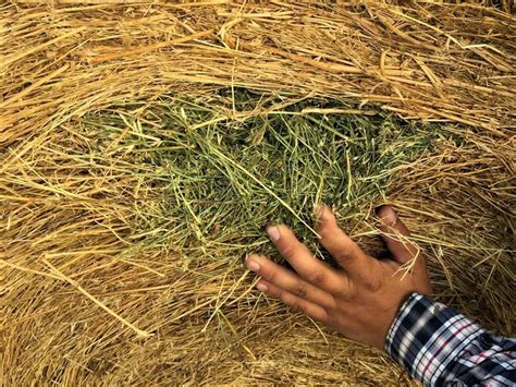 Alfalfa Grass Hay Mix Bidding Is Ton Advantage Land Co