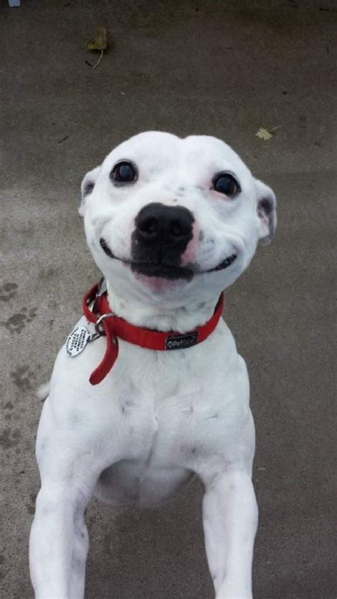 Dogs Smile Every Once In A While 23 Photos Cute Animals Cute Dogs