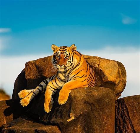 Amazing Photography Collection Amazing Sunset Tiger By Chri