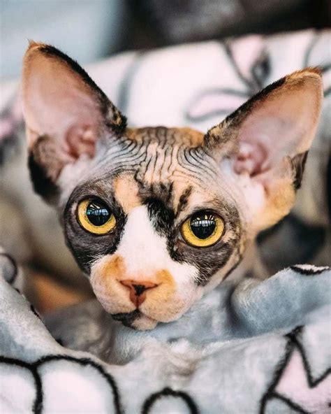 Pin By Dogislife On Sphynx Cat Cute Hairless Cat Sphynx Cat