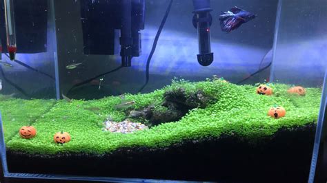 Landscaping elements such as rocks and sticks referred to as hardscape. My very first aquascape! (That's a cave) : Aquascape