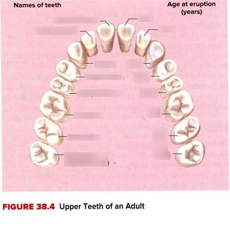 Upper Adult Teeth Diagram Quizlet