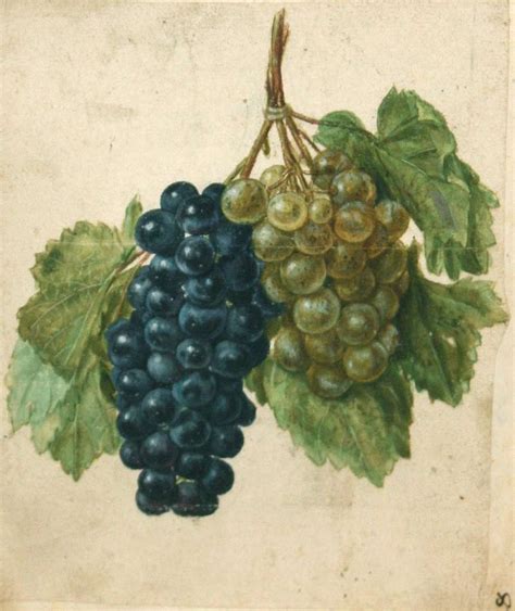 Jacques Le Moyne De Morgues A Double Vine Of Purple And Green Grapes