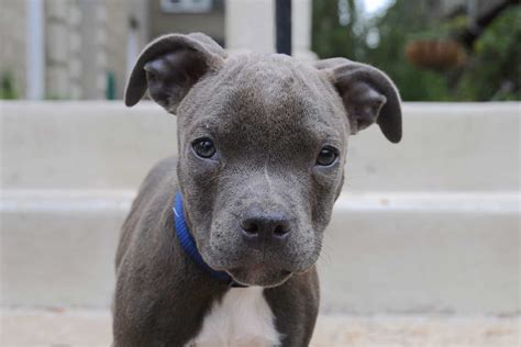 Red Nose Blue Nose Pitbull Mix Price How Do You Price A Switches