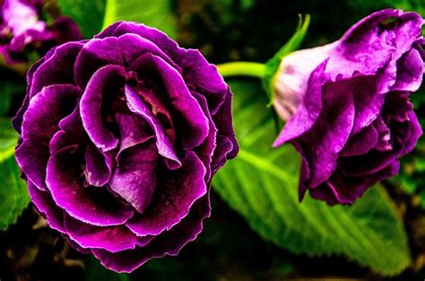 Free Photo Purple Flower Flower Purple Free Image On Pixabay 556040