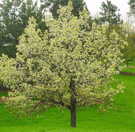 This can be a challenge in the lower portion of the tree. Flowering Pear Trees | Garden View Landscape, Nursery & Pools
