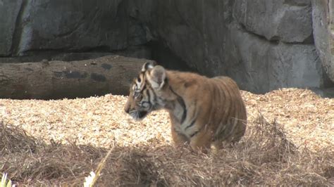 Tiger Cub Debut Youtube
