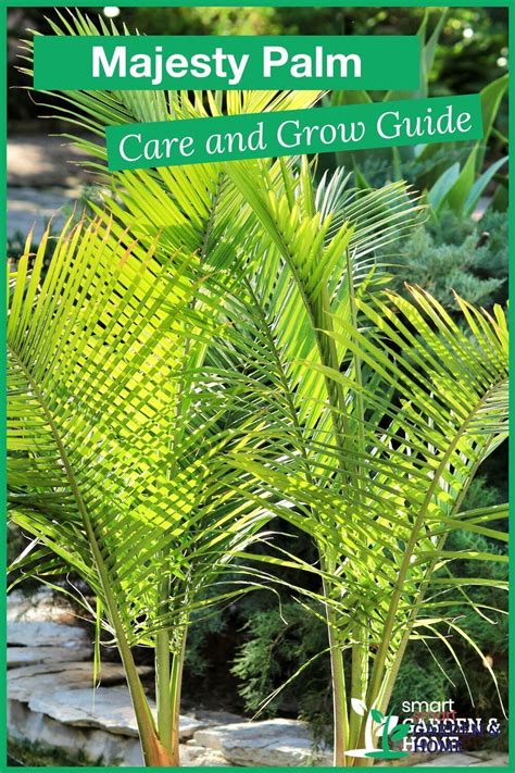 Majesty Palm Tree Care Indoor Palm Ravenea Rivularis Guide Artofit