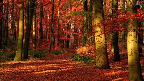 Autumn Forest Wallpapers Wallpaper Cave