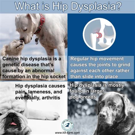 Hip Dysplasia In Dogs Causes Symptoms And Treatment