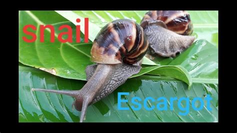 In aquariums, snails also serve as waste recyclers. Snails in the garden snails everywhere escargot life - YouTube