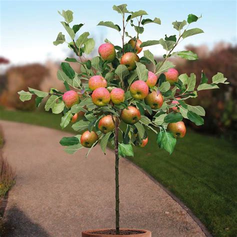 Growing Apple Trees In Pots How To Grow Apple Tree In A