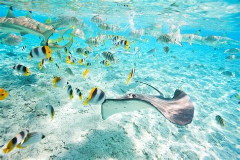 21 Bora Bora Facts History Information And Fun Travel Croc