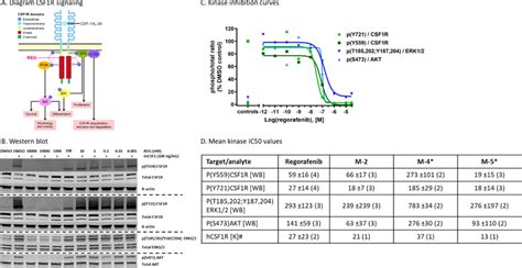 Reg Inhibits Csf1csf1r Signaling In Macrophages In Vitro A Schematic