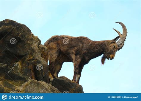 Siberian Ibex Standing On Top Of A Rock Looking Down Stock Image