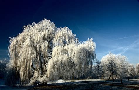 15 Wonderful Pictures Of Weeping Willows