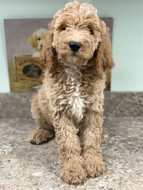 Join millions of people using oodle to find puppies for adoption, dog and puppy listings, and other pets adoption. Poodle $$-Sale-$$ | Luxury Puppies