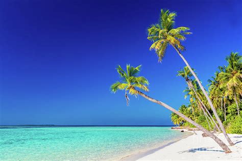 Tropical Island With Coconut Palm Trees On Sandy Beach Maldives Photograph By Michal Bednarek