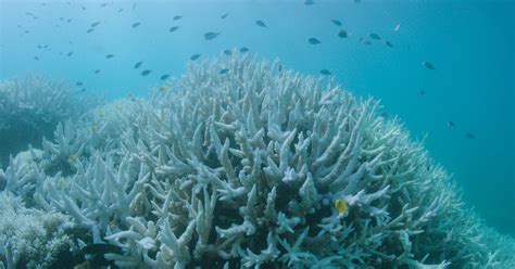 Coral Bleaching Hits The Great Barrier Reef For The Second