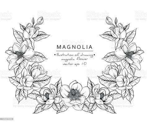Black and white with line art. Magnolia Flowers Stock Vector Art & More Images of ...
