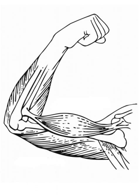 Free Muscular System Coloring Pages Download Free Muscular System Coloring Pages Png Images
