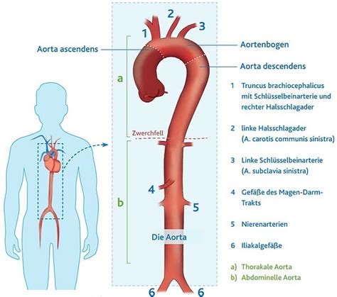 Die Aorta • Funktion Erkrankungen Und Behandlungen