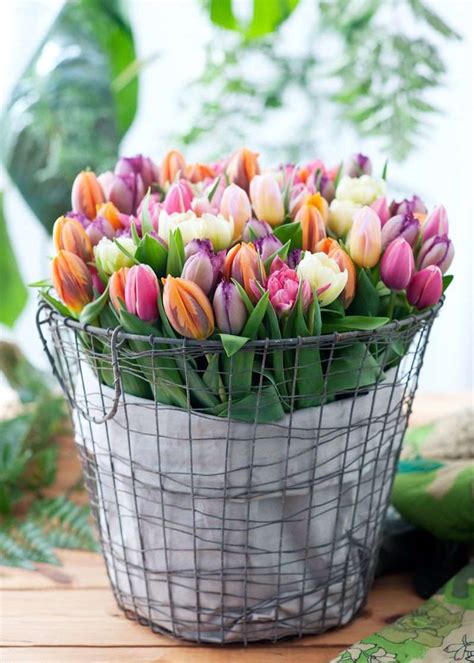 50 Tulpen Überraschungsmix Blumigo