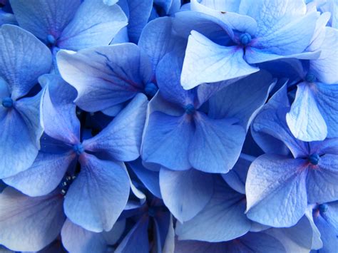 Our Love For Blue Flowers Its Complicated Good Earth