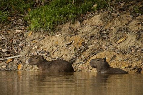 Top Wildlife In Guyana To Encounter On Your Holiday Anita Hendrieka