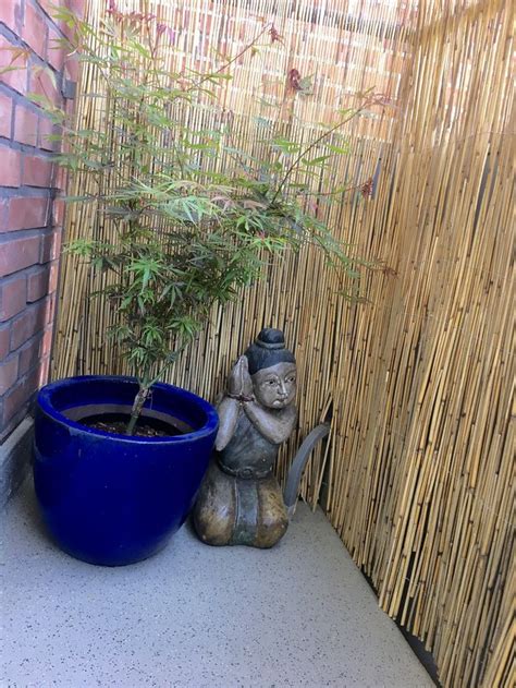 Alles bestens bisher und große freude. Ein kleiner Balkon mit einem japanischen Ahorn. Die ...
