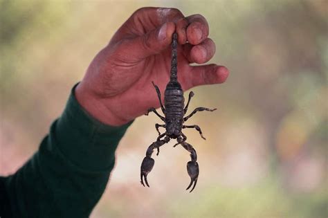 How Much Do Scorpions Costs 8 Best Scorpions Types As Pets