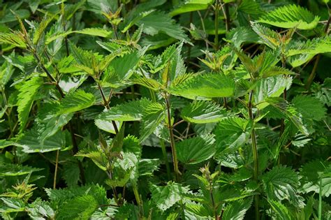 Régime  ces 5 plantes qui font maigrir naturellement !  Sextant Revue