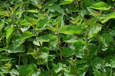 Régime  ces 5 plantes qui font maigrir naturellement !  Sextant Revue