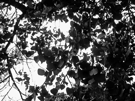 Black And White Leaves Free Stock Photo Public Domain Pictures