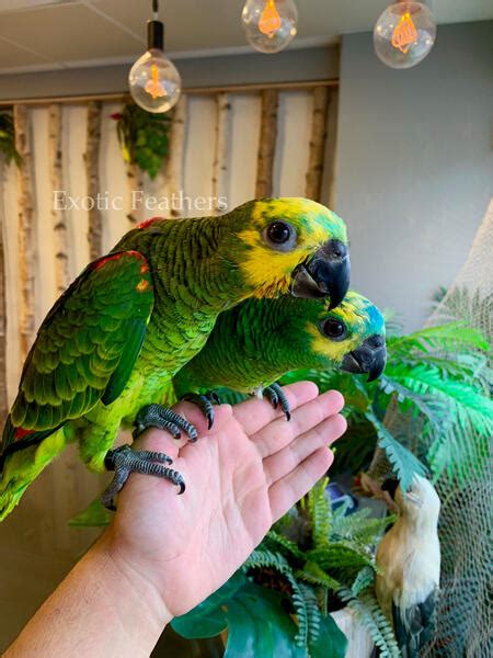 Gorgeous Hand Reared Baby Blue Fronted Amazon Parrots For Sale Birdtrader