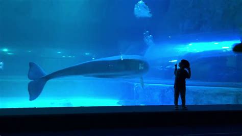 Beluga Whales At Lotte World Aquarium Seoul Korea Youtube