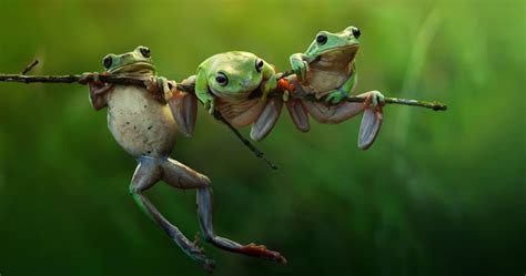 Frogs On Branch 4k Ultra Hd Wallpaper Cute Frogs Animal Photography