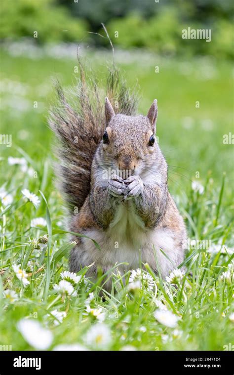 A Grey Squirrel Sciurus Carolinensis Eating A Peanut And Looking To