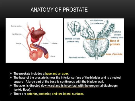 Anatomy Of Prostate Gland