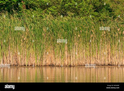 Cattails At The Edge Of A Pond Stock Photo Alamy