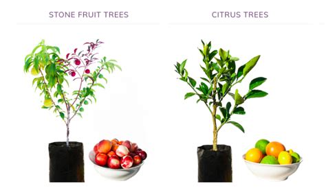 Grafting Multiple Citrus One Tree Step Three Select The