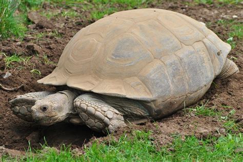 Icymi How To Keep African Sulcatas Tortoise Care Sulcata Tortoise